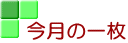 今月の一枚